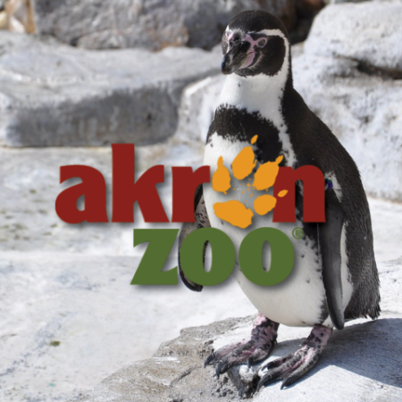 Akron Zoo Penguin